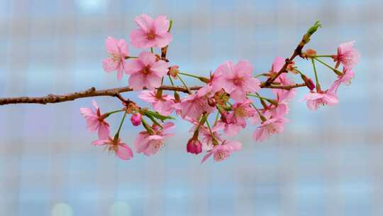 春天武汉大学樱花季美丽的樱花盛开