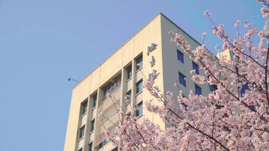 武汉理工大学德生楼春天的樱花视频素材模板下载