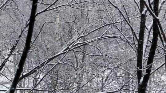 雪从空树上飘落