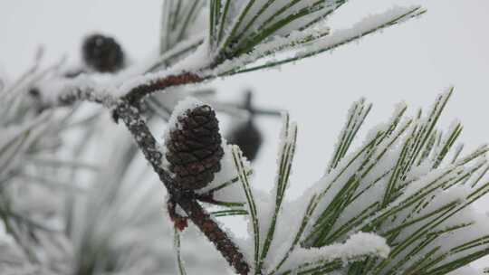 覆雪松枝与松果特写