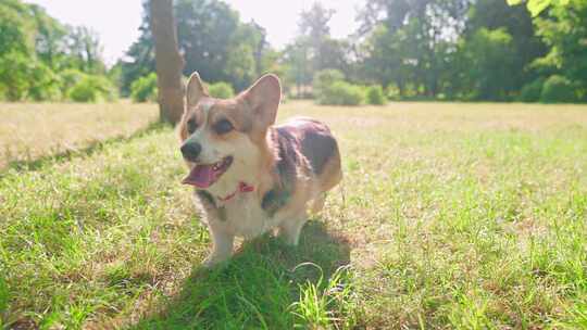 柯基犬，狗，宠物，犬