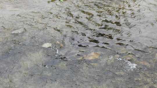 清澈河水河流水源水流溪流溪水