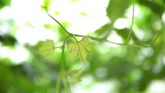 微距嫩绿色葡萄藤植物叶子特写