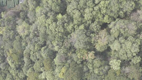 杭州西湖梅家坞茶园茶山