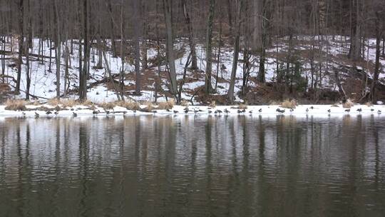 冬季池塘里的鹅