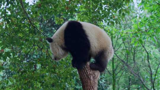 熊猫爬树顶端