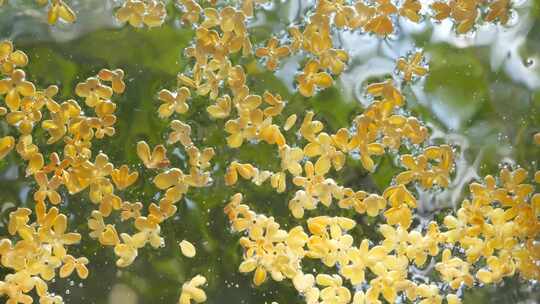 水中桂花 水中花 小清新治愈素材