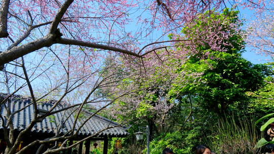 中式园林庭院的梅花视频素材模板下载