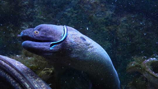 海底世界 海鳗视频素材模板下载
