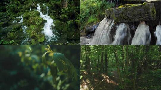 茂密丛林中的河流树木 视频合集