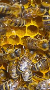 特写的蜜蜂框架覆盖了蜜蜂在养蜂场