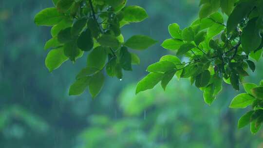 森林树叶下雨