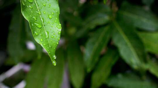 雨水露珠滴落在嫩绿色的的树叶上