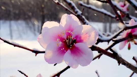 雪中绽放的粉色梅花特写