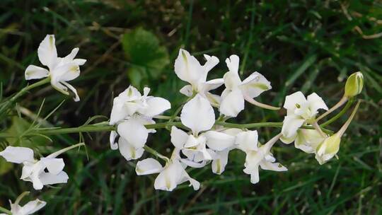 一种小型白色花