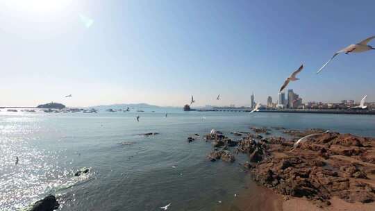 青岛栈桥冬季的海鸥