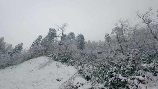 冬日雪景覆盖的森林景象