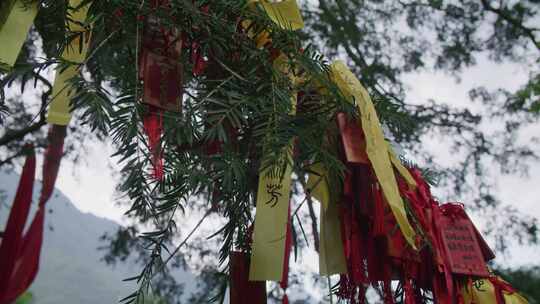 湖北神农架神农坛铁杉王