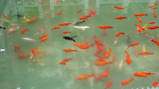 中国北京故宫博物院御花园的金鱼池视频素材模板下载