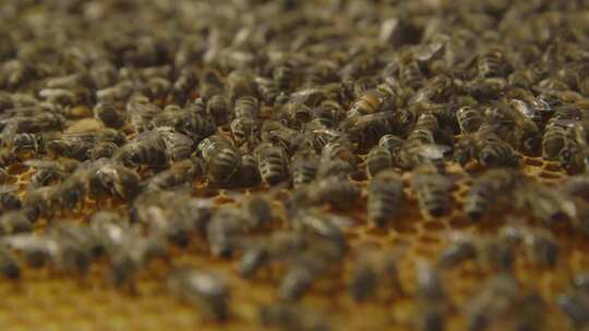 人工养殖蜜蜂视频素材模板下载