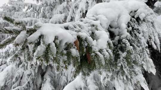 雪中森林