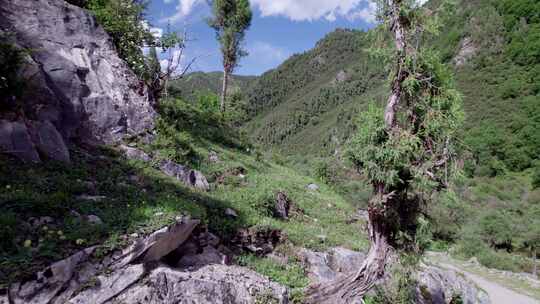 林场高山峡谷航拍