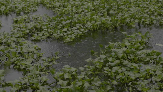 小雨池塘