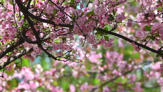 晴朗天空下春风吹动粉色的海棠花