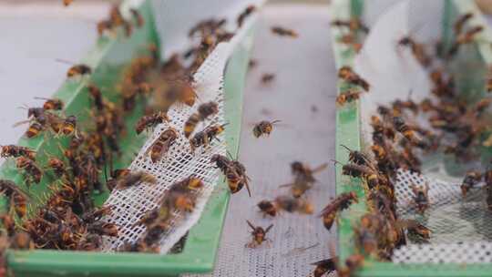 马蜂交配 马蜂繁育 马蜂养殖 马蜂窝 马蜂群