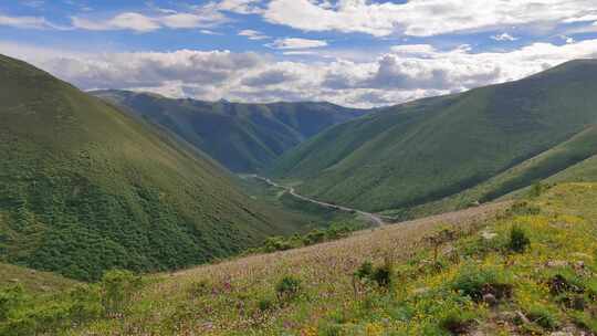 四川阿坝黑水县雅克夏雪山夏日盛开的花海