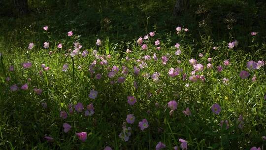 春天大自然景观粉色花卉月见草