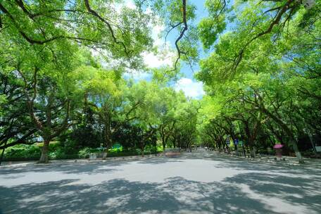 桂林老城区 街道街景 城市道路 林荫大道