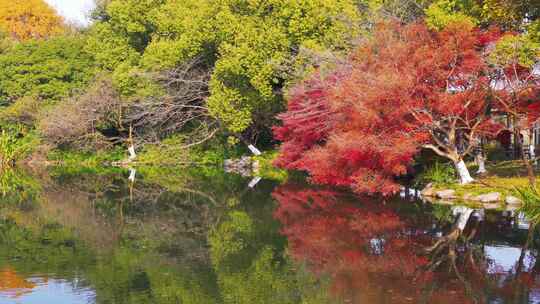 杭州西湖花港观鱼中式园林秋天风景