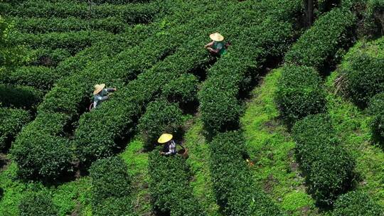 春天的茶山茶叶采摘