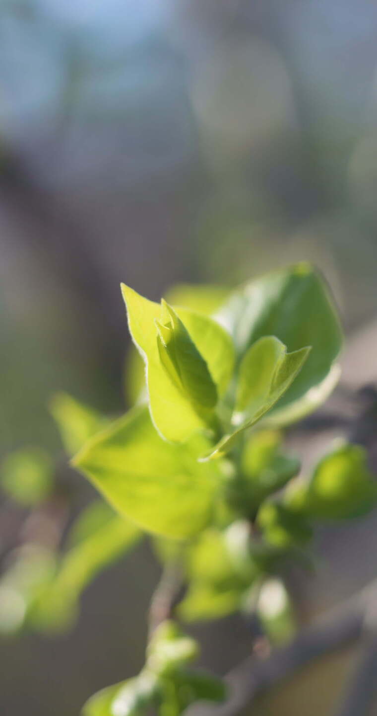 春天刚刚发芽的柳枝