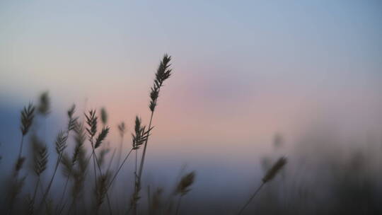 甜蜜的户外