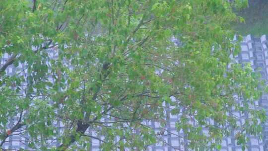 城市下暴雨下雨天雨水雨滴植物树叶子树木雨