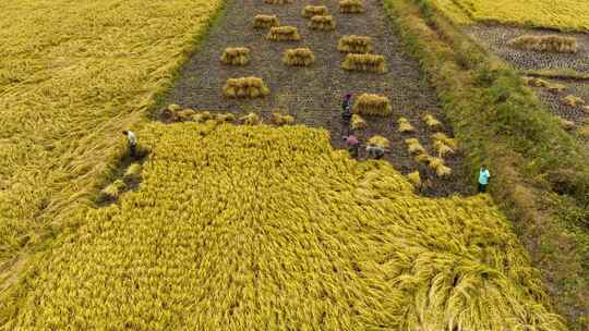 人工收割水稻田粮食延时摄影