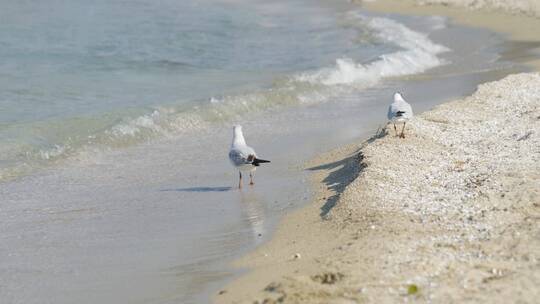 海边海鸥活动海浪拍打沙滩