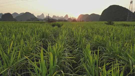 黑皮甘蔗果蔗种植基地