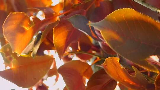 阳光下的红色树叶视频素材模板下载