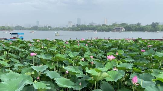 济南5A级景区大明湖，夏季荷花盛开风景怡人