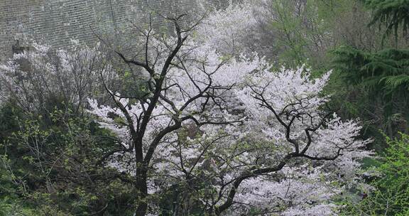 唯美春天南京古城墙鸡鸣寺樱花