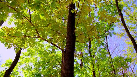 蓝天阳光照在东北公园树林里的秋天黄叶