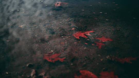 叶子漂浮在水中