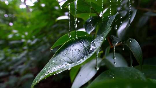 绿叶上的雨滴特写