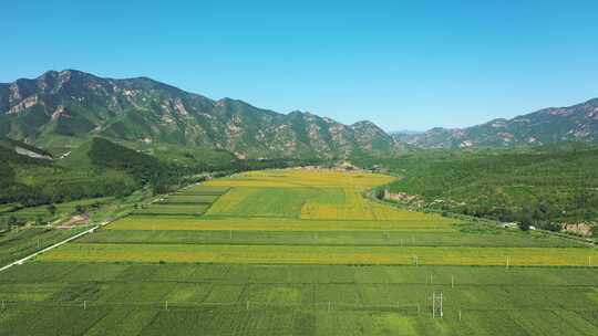 4K航拍向日葵花海    田野 农业种植视频素材模板下载