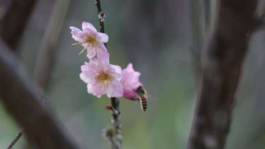 蜜蜂在梅花花朵上采蜜