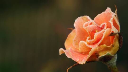 霜打的玫瑰花朵特写镜头
