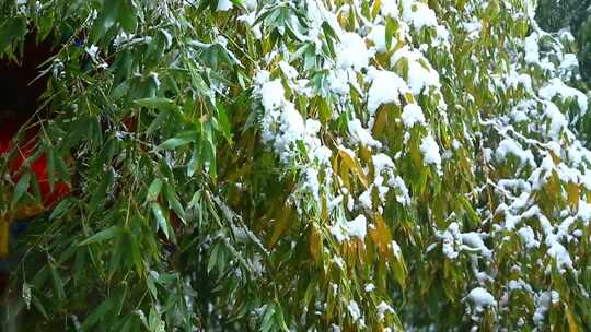 覆盖满雪的竹根